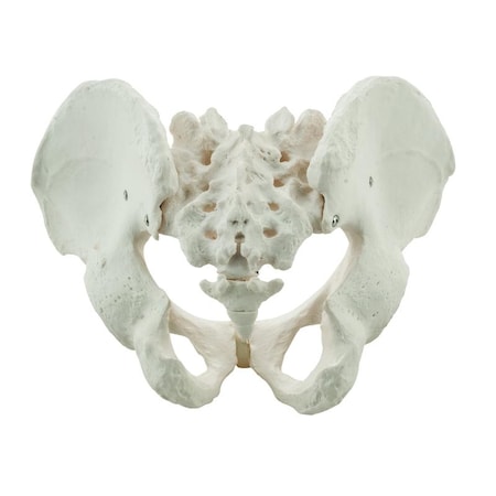Bones, Human, Male Pelvis, Model